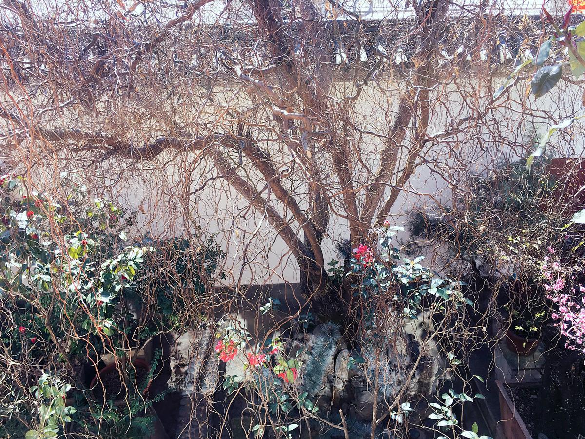 The Lily Pad Inn Dali  Exterior foto